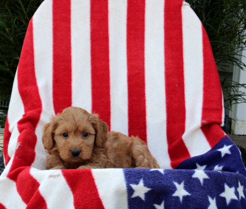 puppy, for, sale, Morki-Poo, Matthew B. Stoltzfus, dog, breeder, Gap, PA, dog-breeder, puppy-for-sale, forsale, nearby, find, puppyfind, locator, puppylocator, aca